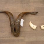 309 1514 Horn
